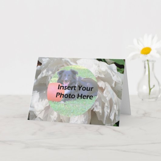 White Peony Flower Petals Frame Photo カード (小さな植物)