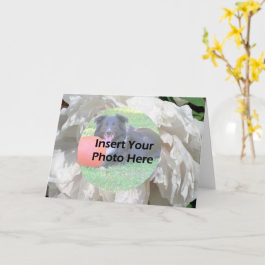 White Peony Flower Petals Frame Photo カード (黄色い花)