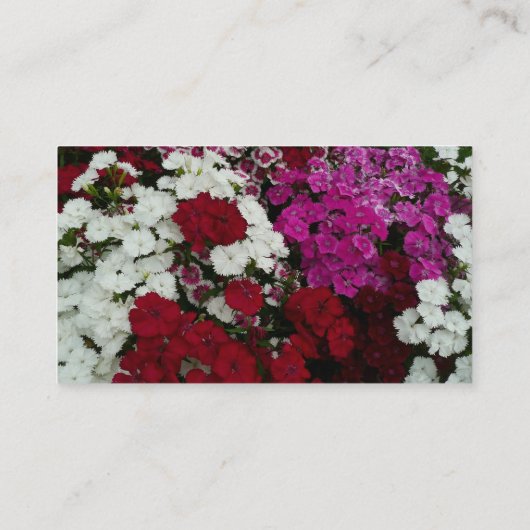 White, Pink and Red Dianthus Floral 名刺 (裏面)