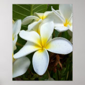 White Plumeria Flower ポスター (正面)