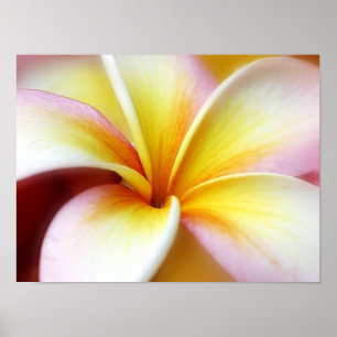 White Plumeria Frangipani Hawaii Flower Hawaiian ポスター