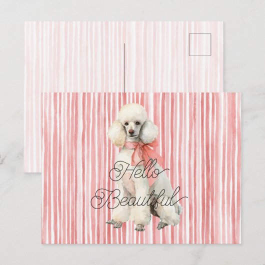 White Poodle Dog Hello Beautiful ポストカード (正面/裏面)