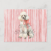White Poodle Dog Hello Beautiful ポストカード (正面)