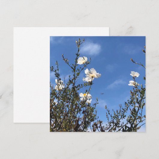 White Poppies Against the Sky Greeting Card 招待状 (正面/裏面)