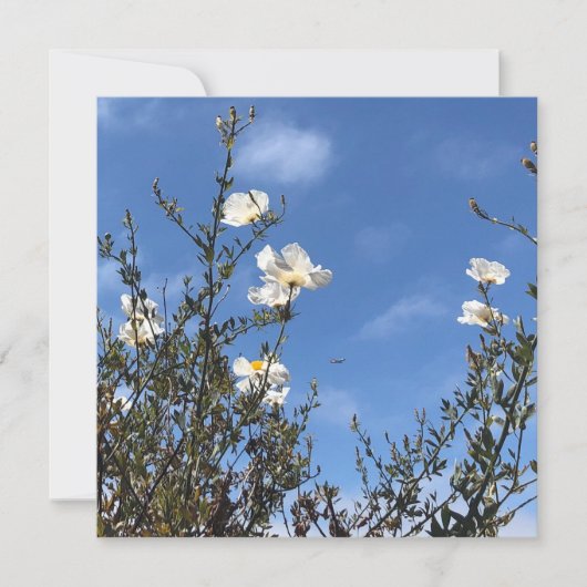 White Poppies Against the Sky Greeting Card 招待状 (正面)
