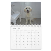 White Puppies カレンダー (1月 2027)