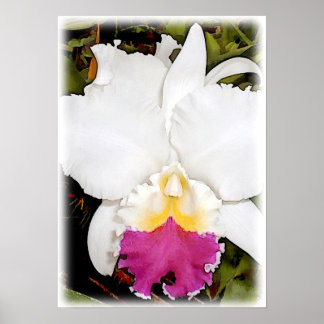 White & Purple Cattleya Orchid ポスター