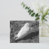 White Rock Dove. Roath Park Lake, Cardiff, Wales ポストカード (スタンド正面)