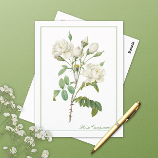 White Rosa Campanulata Redoute Postcard ポストカード