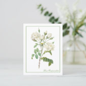 White Rosa Campanulata Redoute Postcard ポストカード (スタンド正面)