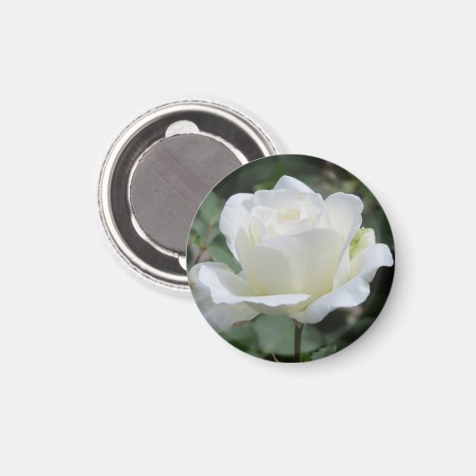 White Rose マグネット (正面/裏面)