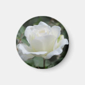White Rose マグネット (正面)