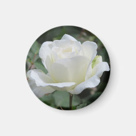 White Rose マグネット