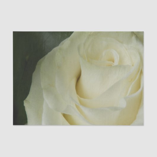 White Rose 薄葉紙 (正面)