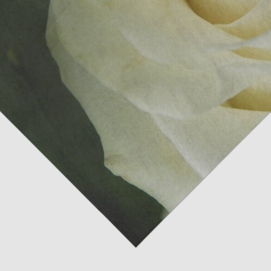 White Rose 薄葉紙 (詳細)