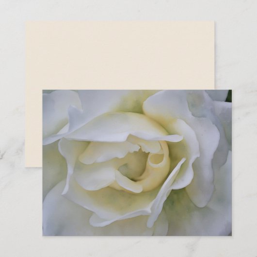 White Rose Art Flower Note Card Set ノートカード (正面/裏面)