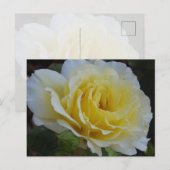 White rose Postcard ポストカード (正面/裏面)