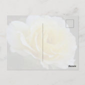 White rose Postcard ポストカード (裏面)
