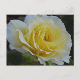White rose Postcard ポストカード