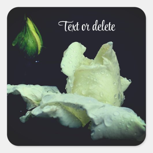 White Rosebud After Rain Personalized スクエアシール (正面)