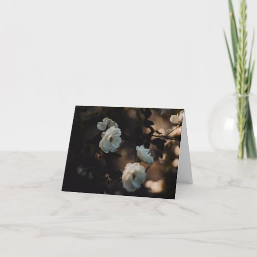 White roses in moody light, Sympathy カード (正面)