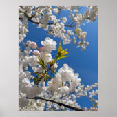 White Sakura H.G. ポスター (正面)