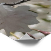 White Sakura H.G. ポスター (角)