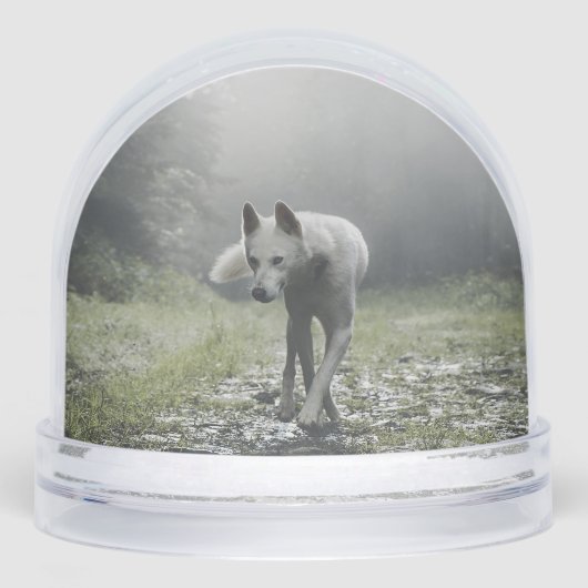 White Siberian Husky (正面)