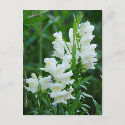 White Snapdragon Flowersはがき ポストカード (正面)