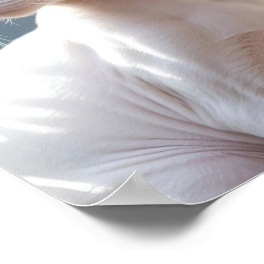 White Sphinx Cat and Flowers ポスター (角)