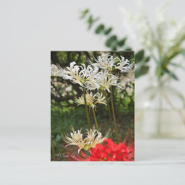 White Spider Lily ポストカード