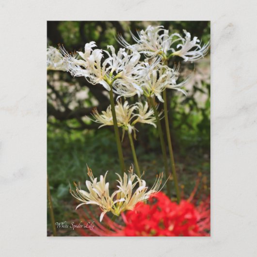 White Spider Lily ポストカード (正面)
