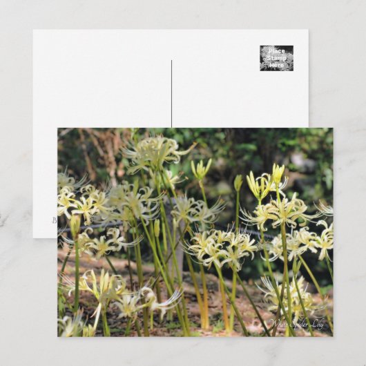 White Spider Lily ポストカード (正面/裏面)