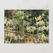 White Spider Lily ポストカード (正面)