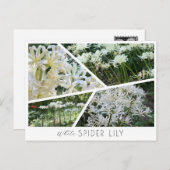 White Spider Lily ポストカード (正面/裏面)