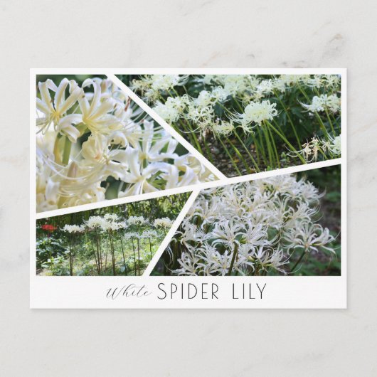 White Spider Lily ポストカード (正面)