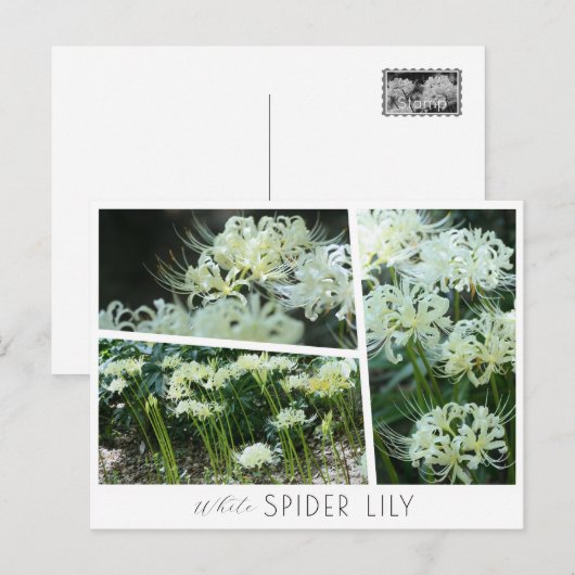 White Spider Lily ポストカード (正面/裏面)