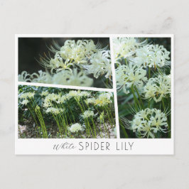 White Spider Lily ポストカード