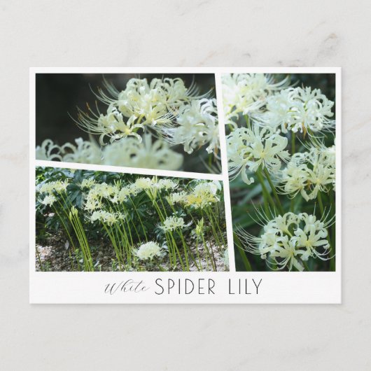 White Spider Lily ポストカード (正面)