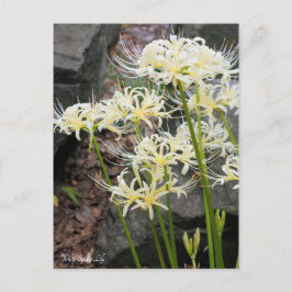 White Spider Lily ポストカード