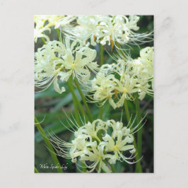 White Spider Lily ポストカード