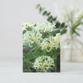 White Spider Lily ポストカード (スタンド正面)