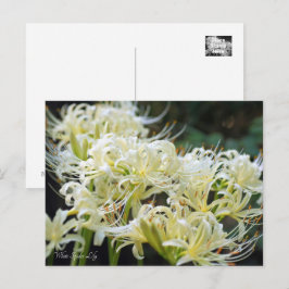 White Spider Lily ポストカード