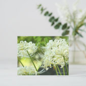White Spider Lily ポストカード (スタンド正面)