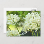 White Spider Lily ポストカード (正面/裏面)