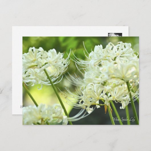 White Spider Lily ポストカード (正面/裏面)