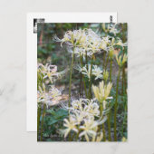 White Spider Lily ポストカード (正面/裏面)