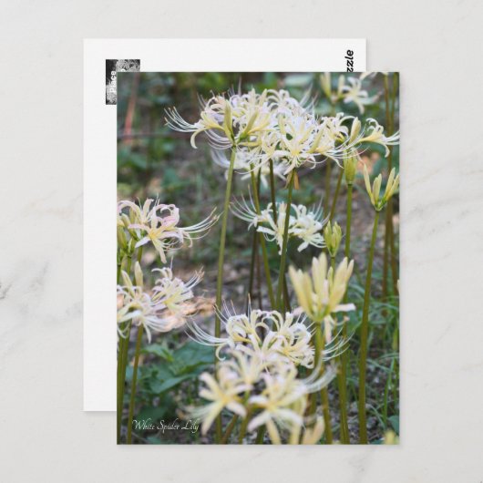 White Spider Lily ポストカード (正面/裏面)
