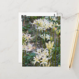 White Spider Lily ポストカード