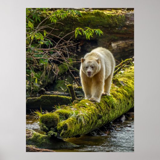 White Spirit Bear | British Columbia, Canada ポスター (正面)